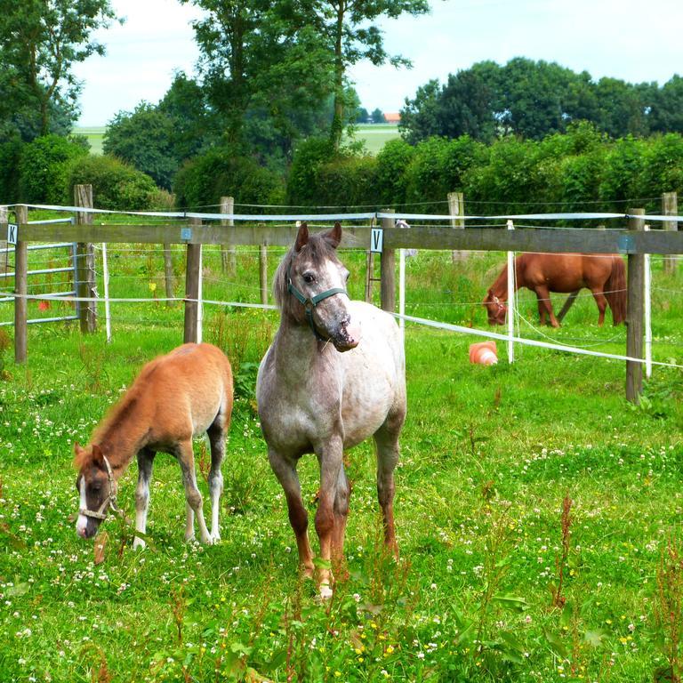 Gite Et Relais Equestre De Marie Tours-en-Vimeu Exterior foto