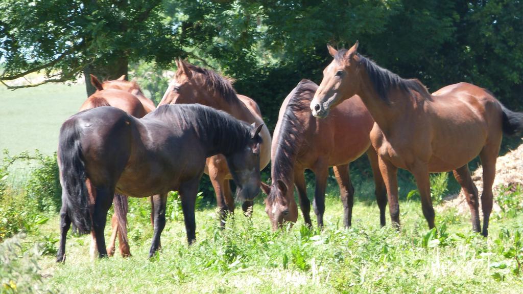 Gite Et Relais Equestre De Marie Tours-en-Vimeu Cameră foto