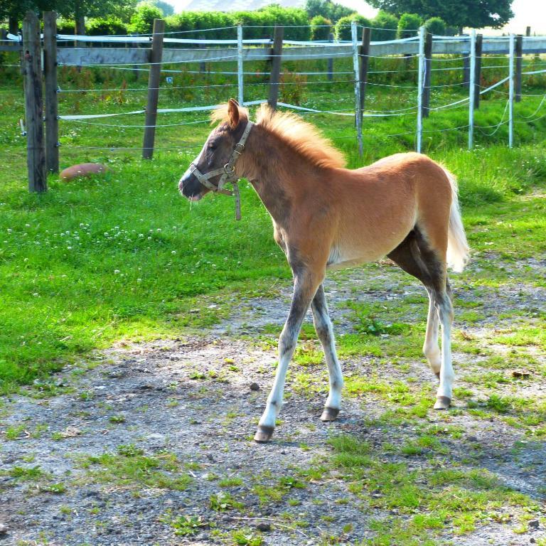 Gite Et Relais Equestre De Marie Tours-en-Vimeu Exterior foto