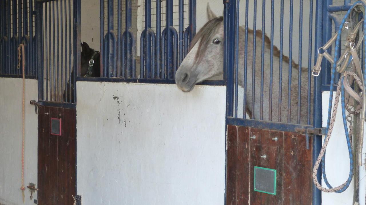 Gite Et Relais Equestre De Marie Tours-en-Vimeu Exterior foto